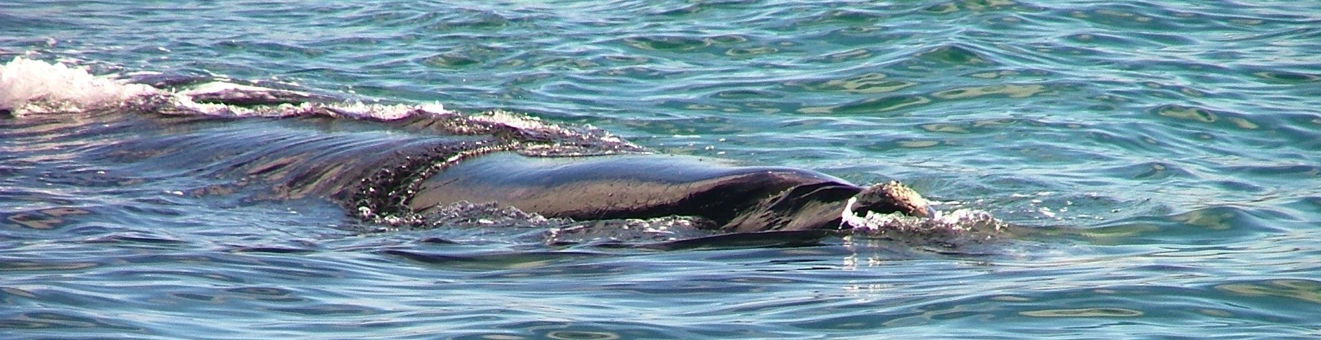 Southern Right Whale just off the Bluff Wharf. Copyright © Virtual Visions.